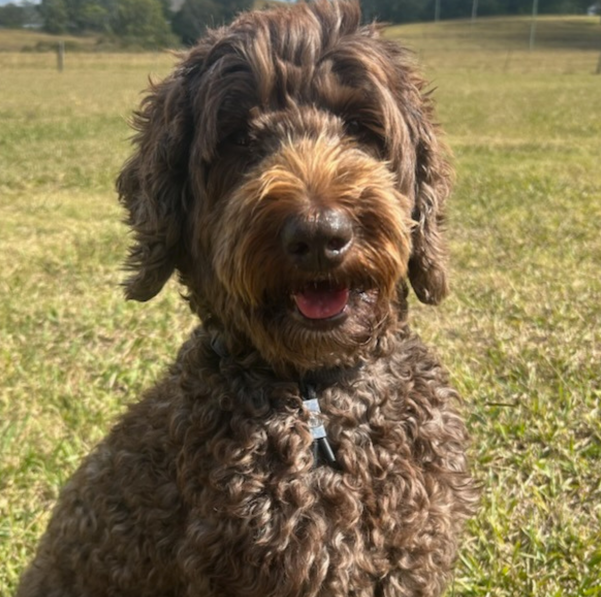 Classic Black Calming Pet Tag